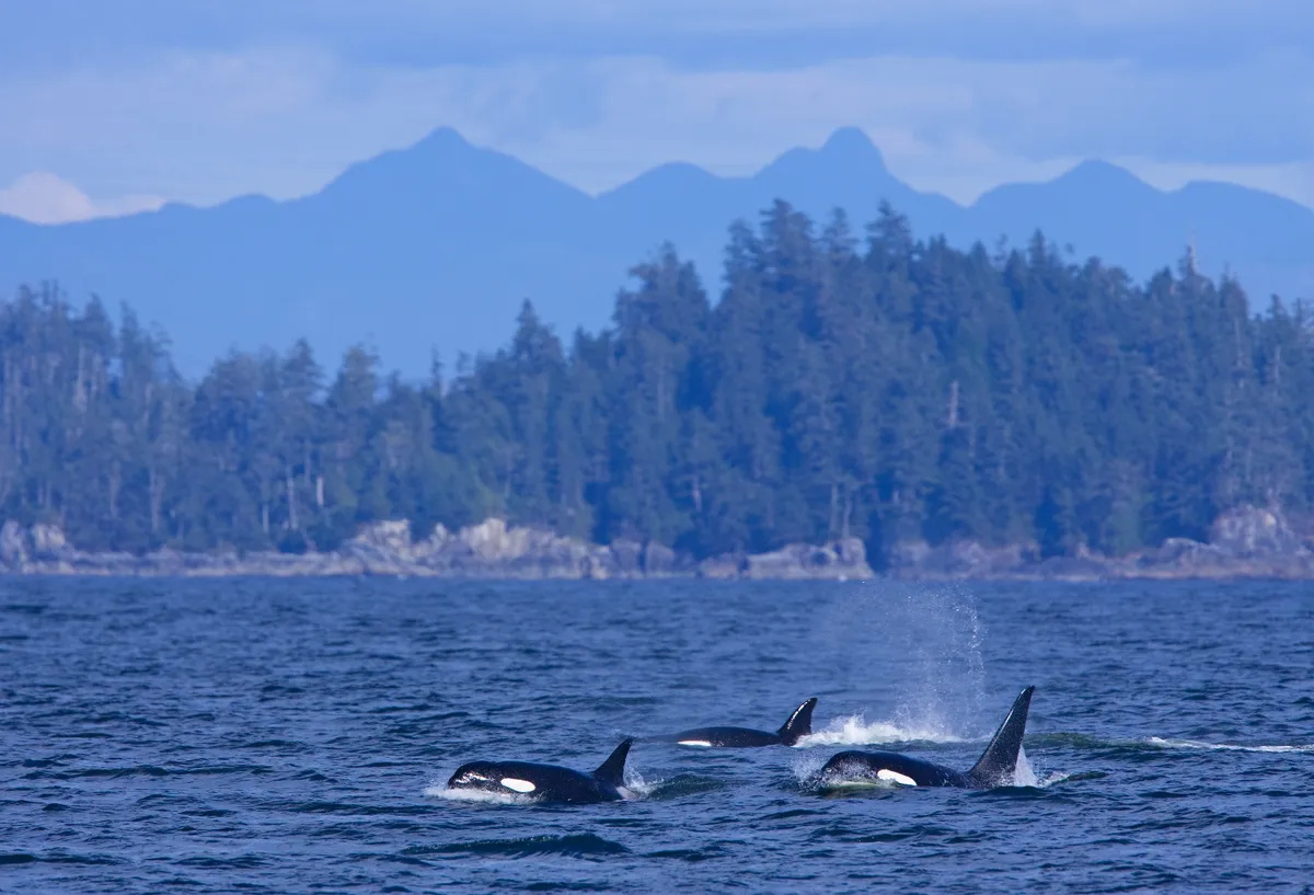 Transient Killer whales (Orcinus orca) in Barkley Sound, Vancouver Island, Canada. © Matt Maran/naturepl.com