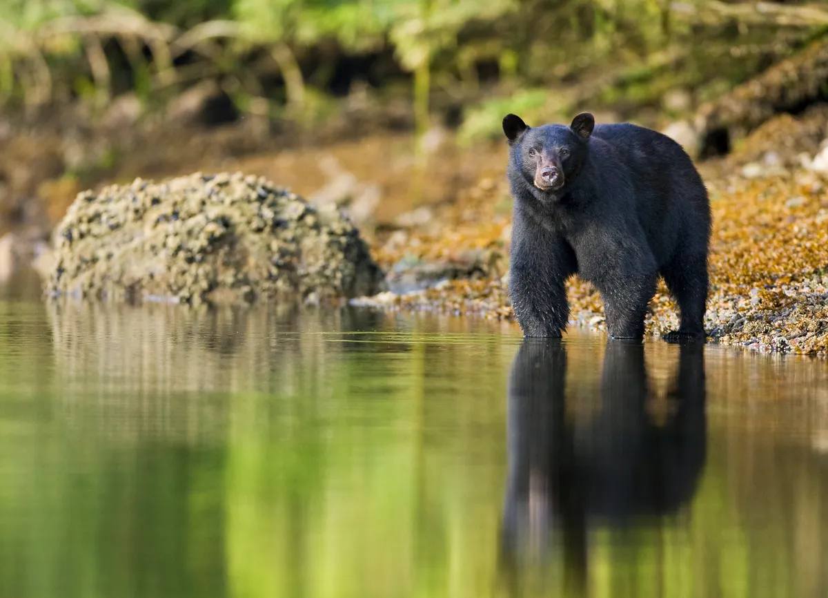 Black Bear (Ursus americanus) at waters edge, Barkley Sound, Vancouver Island, British Columbia, Canada. © Matt Maran/naturepl.com