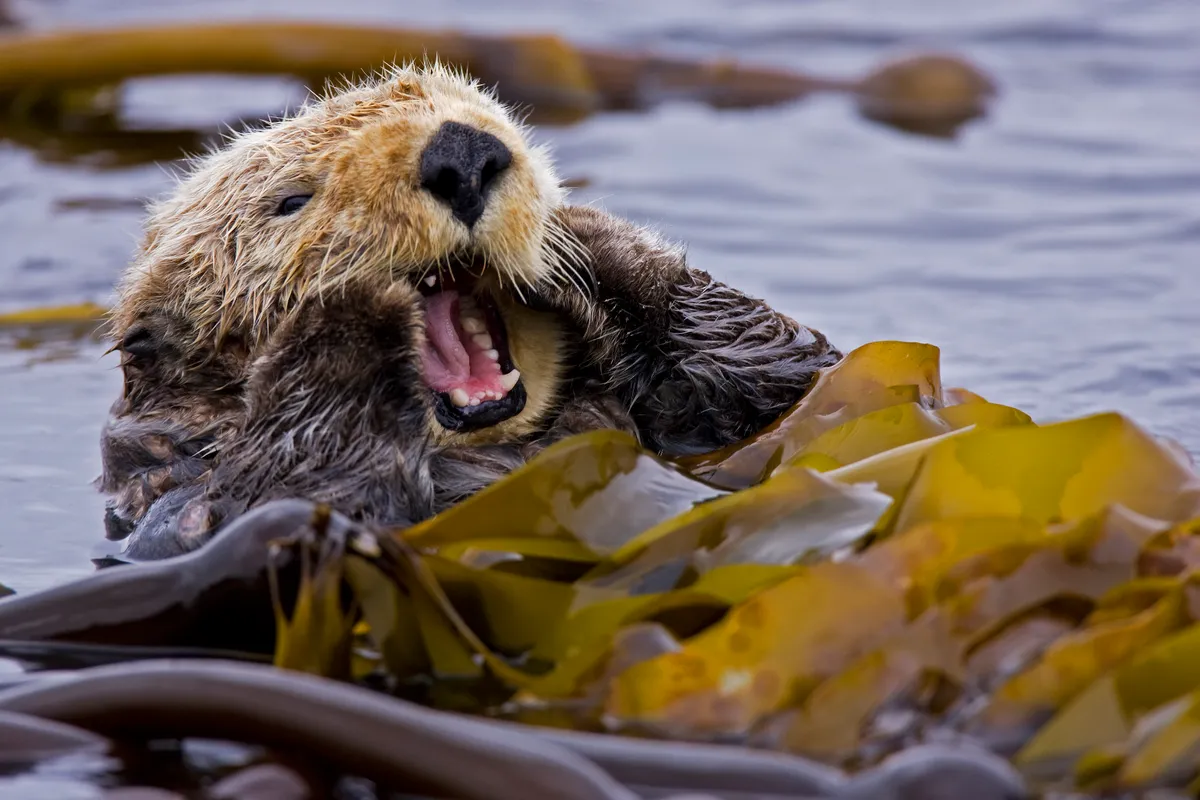 Sea otter (Enhydra lutris) floating on back amongst kelp, yawning, Barkley Sound, Vancouver Island, British Columbia, Canada. © Matt Maran/naturepl.com