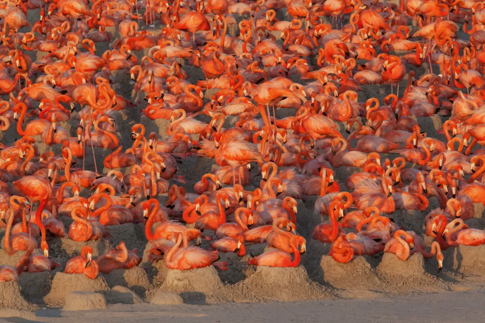 Caribbean flamingos sitting on nests