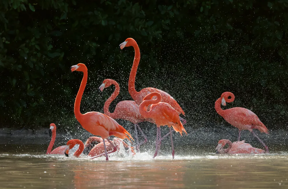 Caribbean flamingo bathing