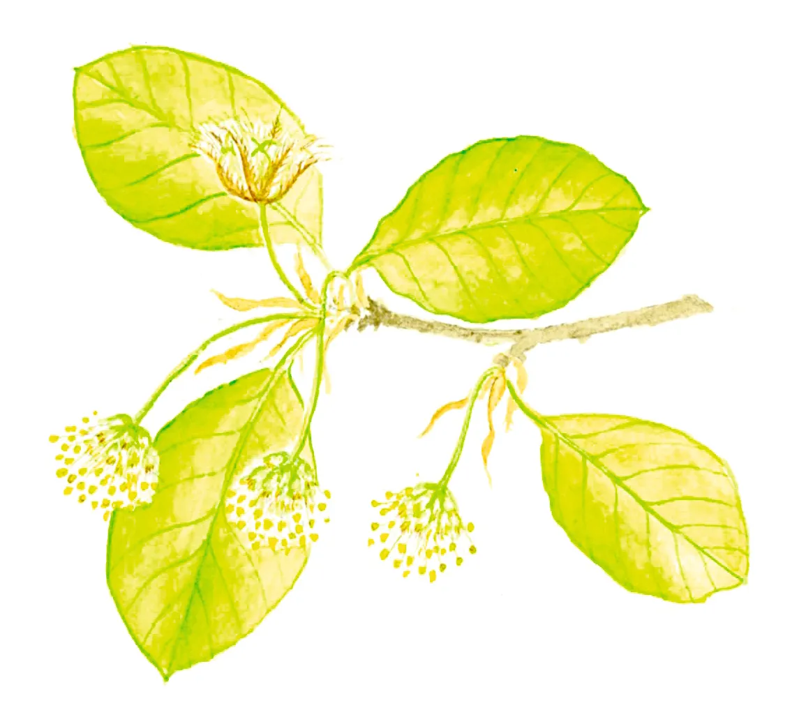 Illustration of beech flowers and leaves.