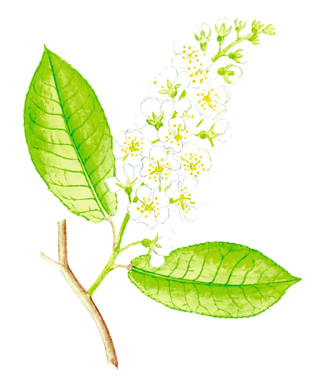 Illustration of bird cherry blossom and leaves.