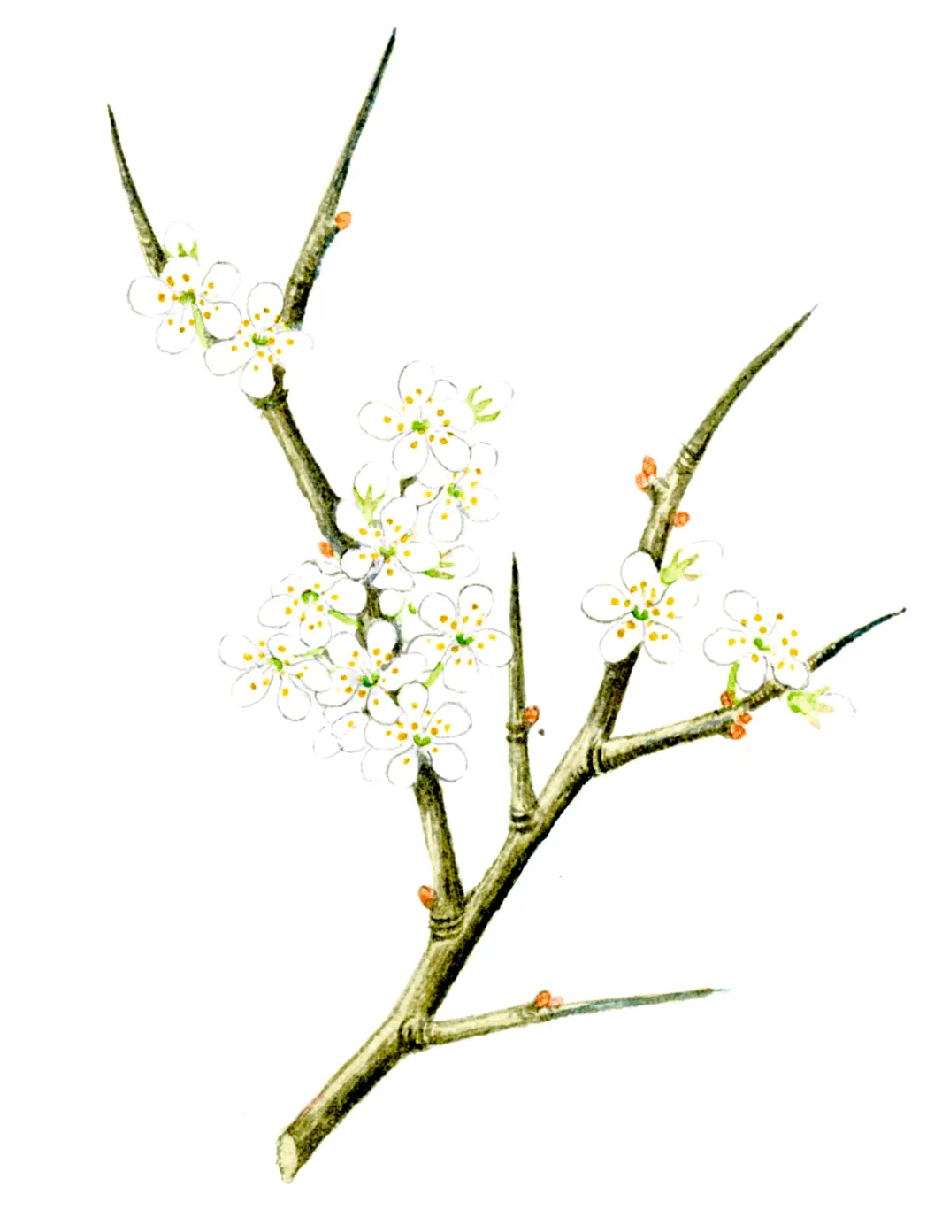 Illustration of blackthorn blossom.