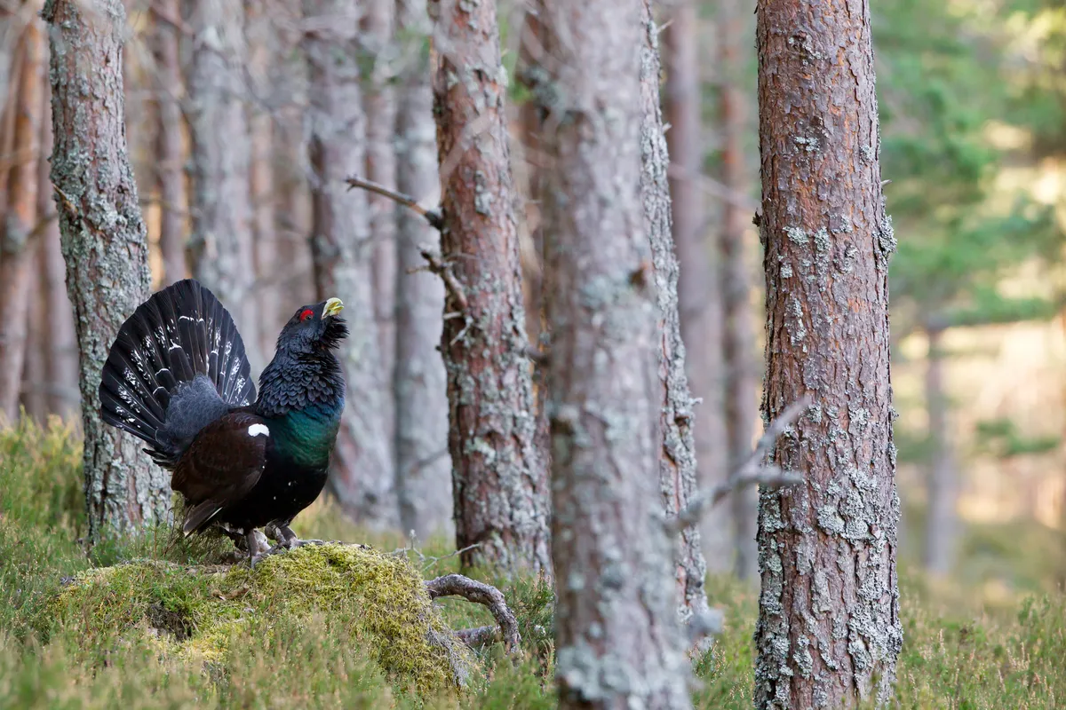 An adult male capercaillie displaying in a forest.