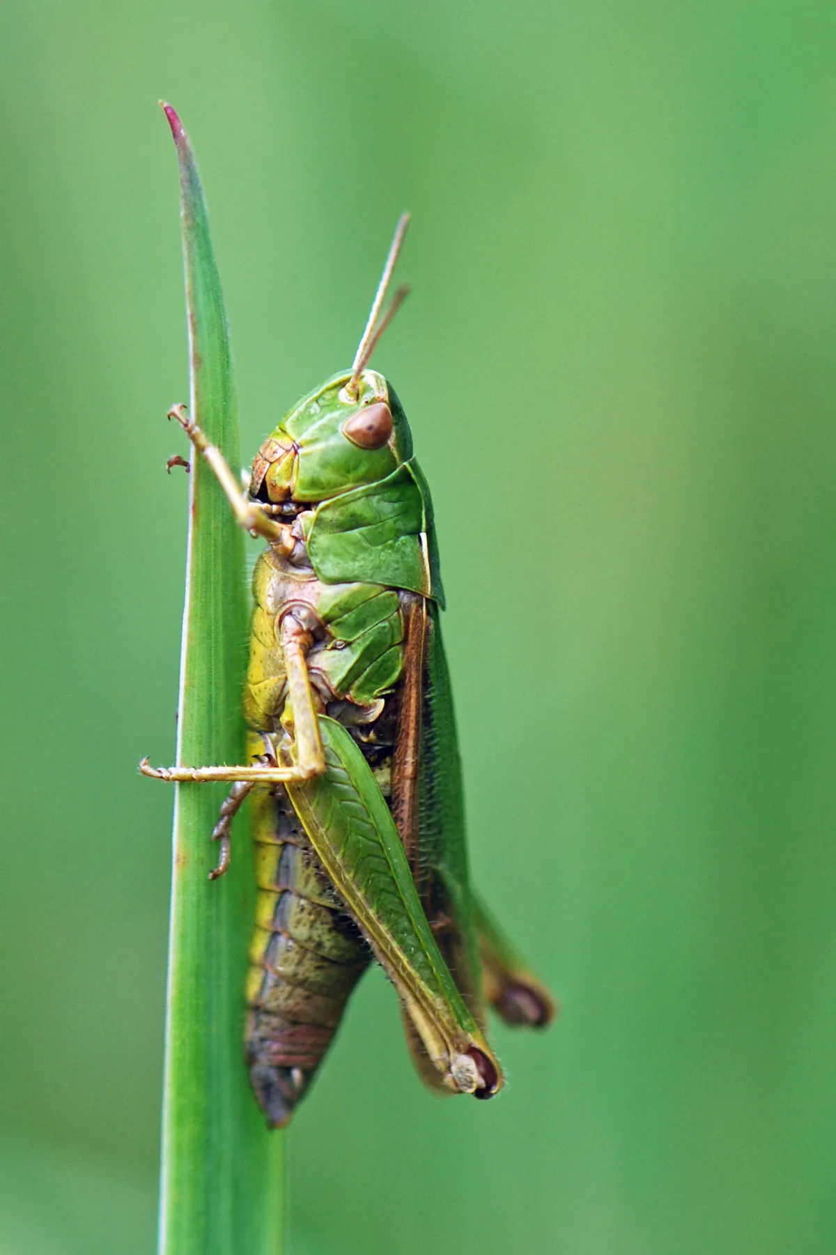 Upright close-up shot of a common green grasshopper on a blade of grass