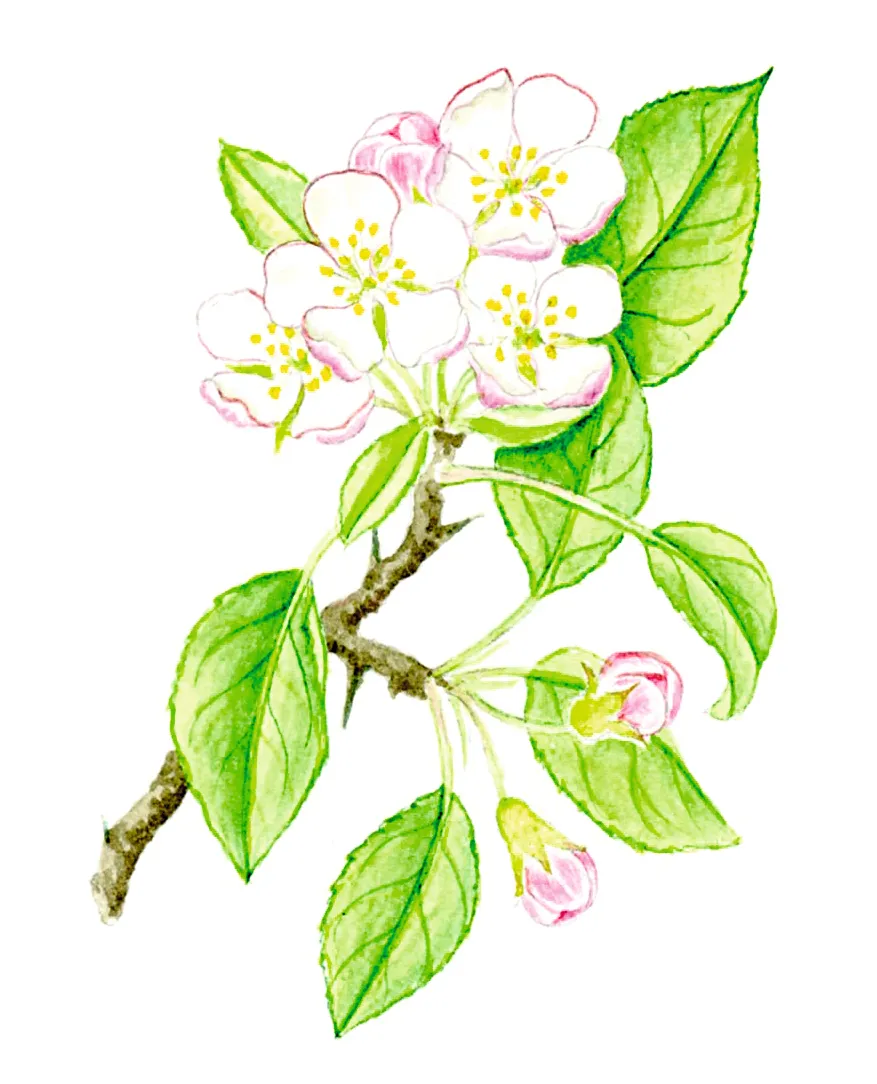 Illustration of crab apple blossom and leaves.