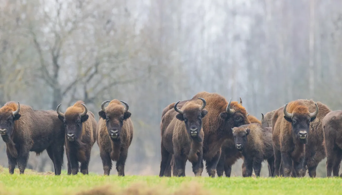 A herd of European bison in winter time against pine trees