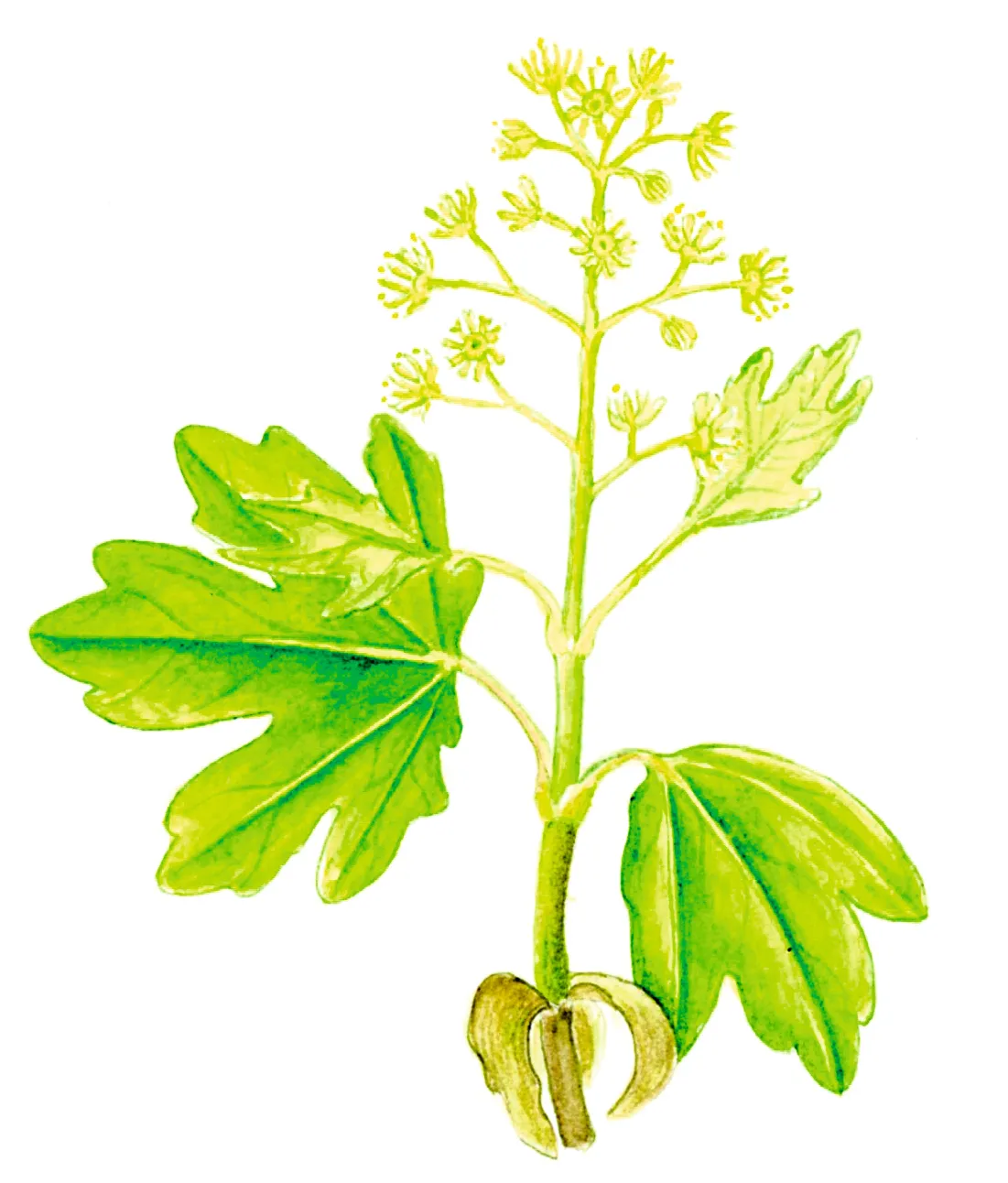 Illustration of field maple blossom and leaves.