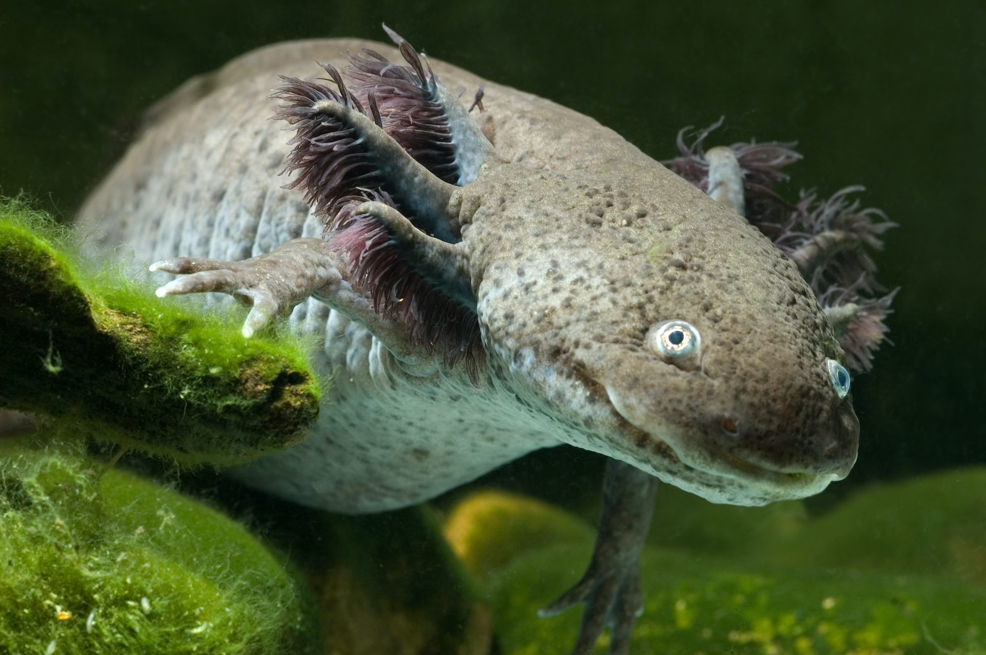 What Do Baby Axolotls Eat? - Feeding Nature