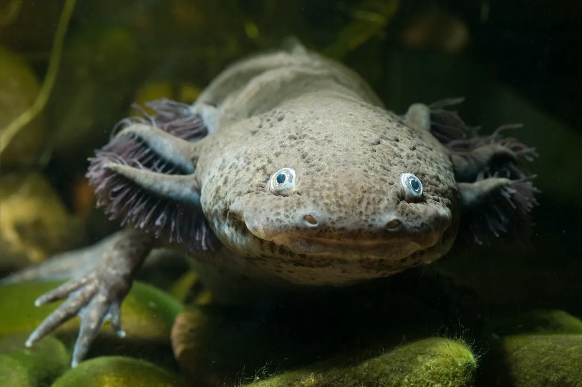 Face of an axolotl