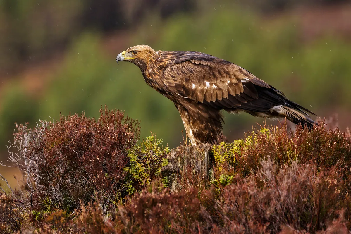 A golden eagle perched among the heather.
