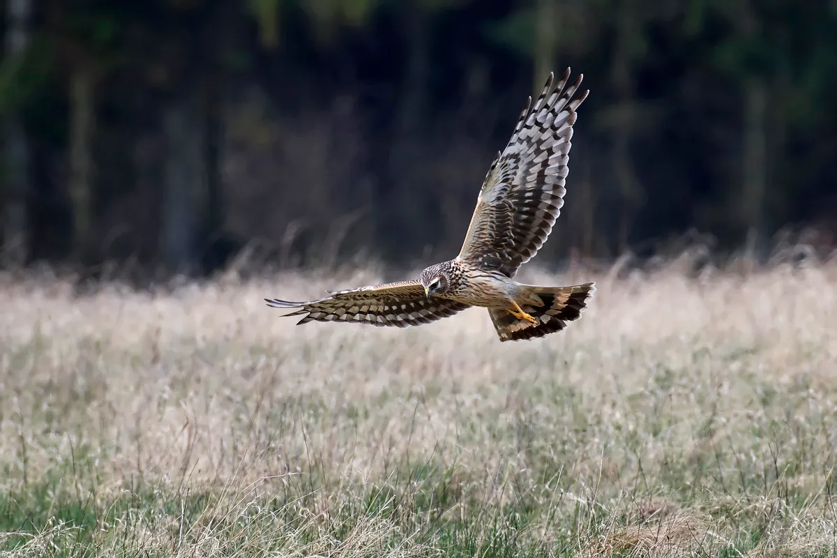 A hen harrier hunting for food. © Getty