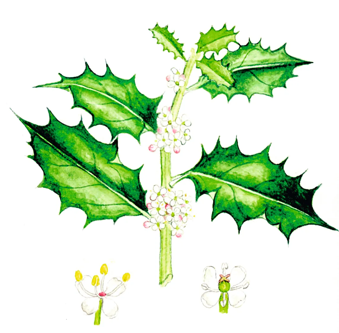 Illustration of holly blossom and leaves.