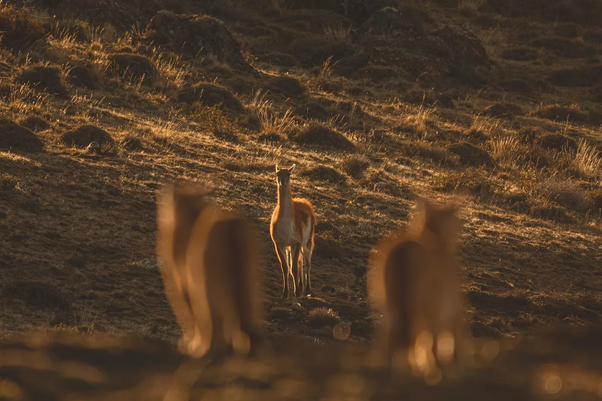 Puma cubs watch a guanaco