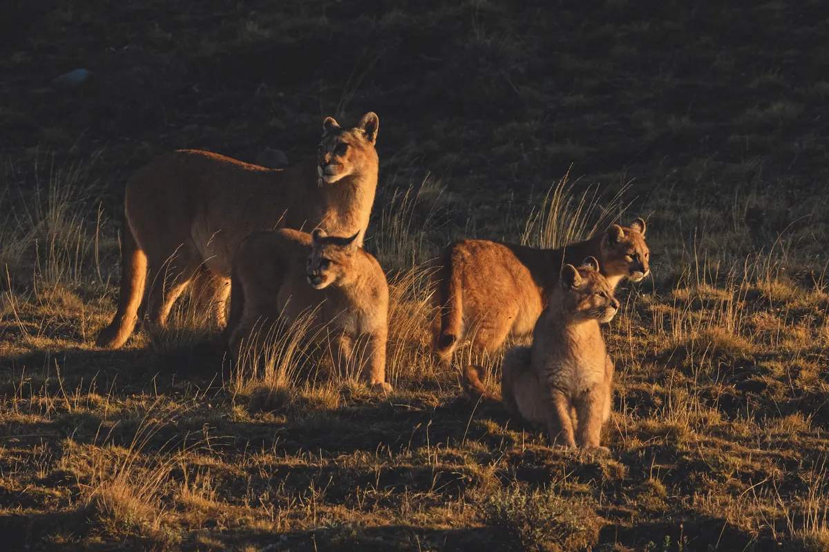 A puma mother with three cubs