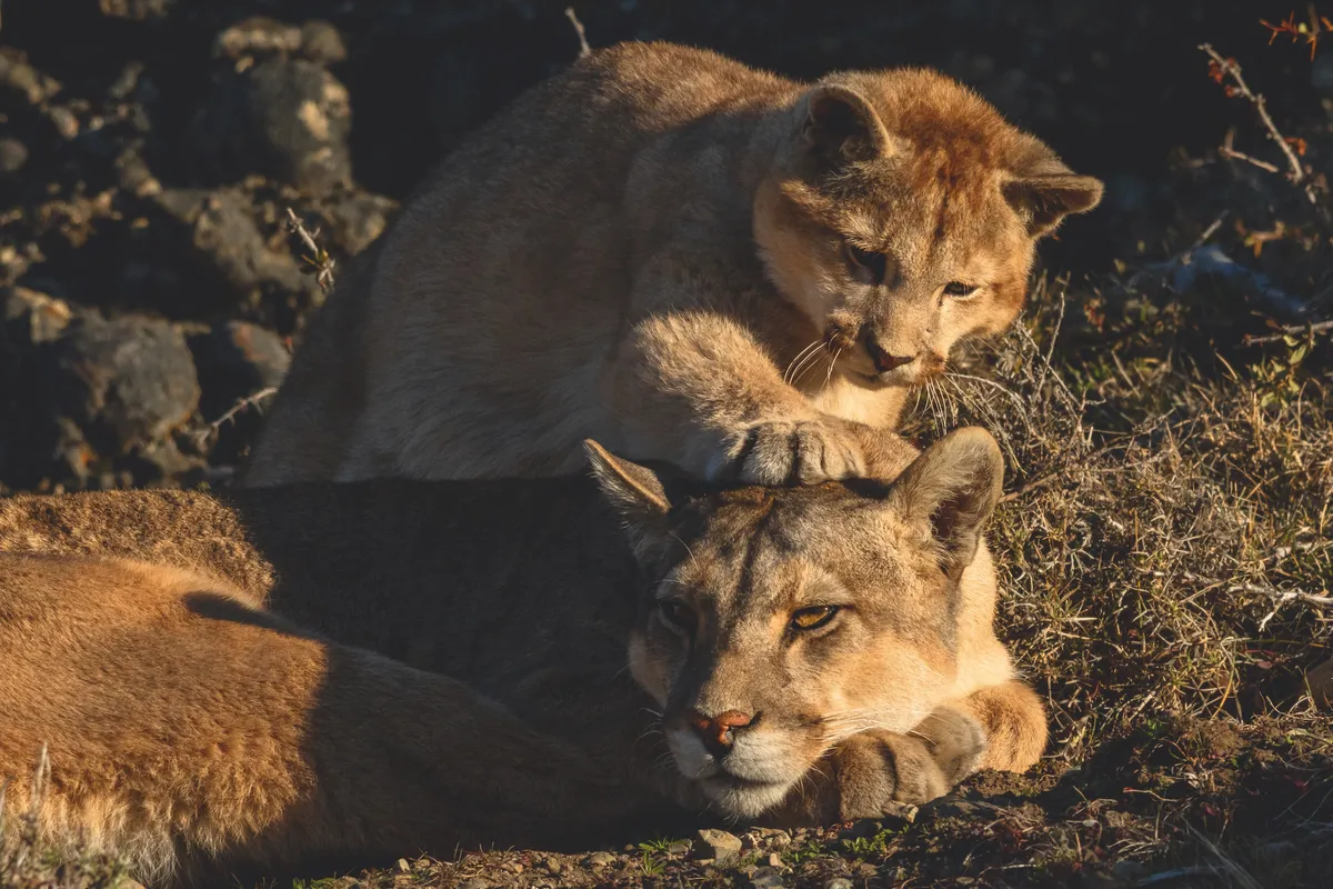 Puma cubs at play