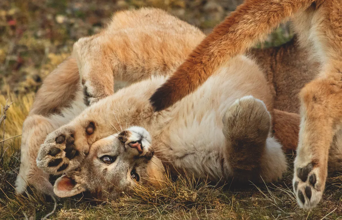 Puma cubs playfighting