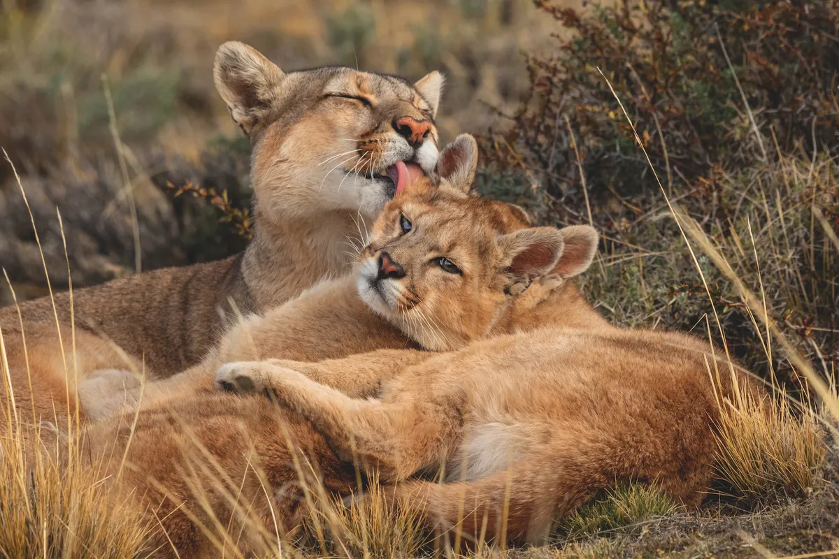 A puma with her cubs