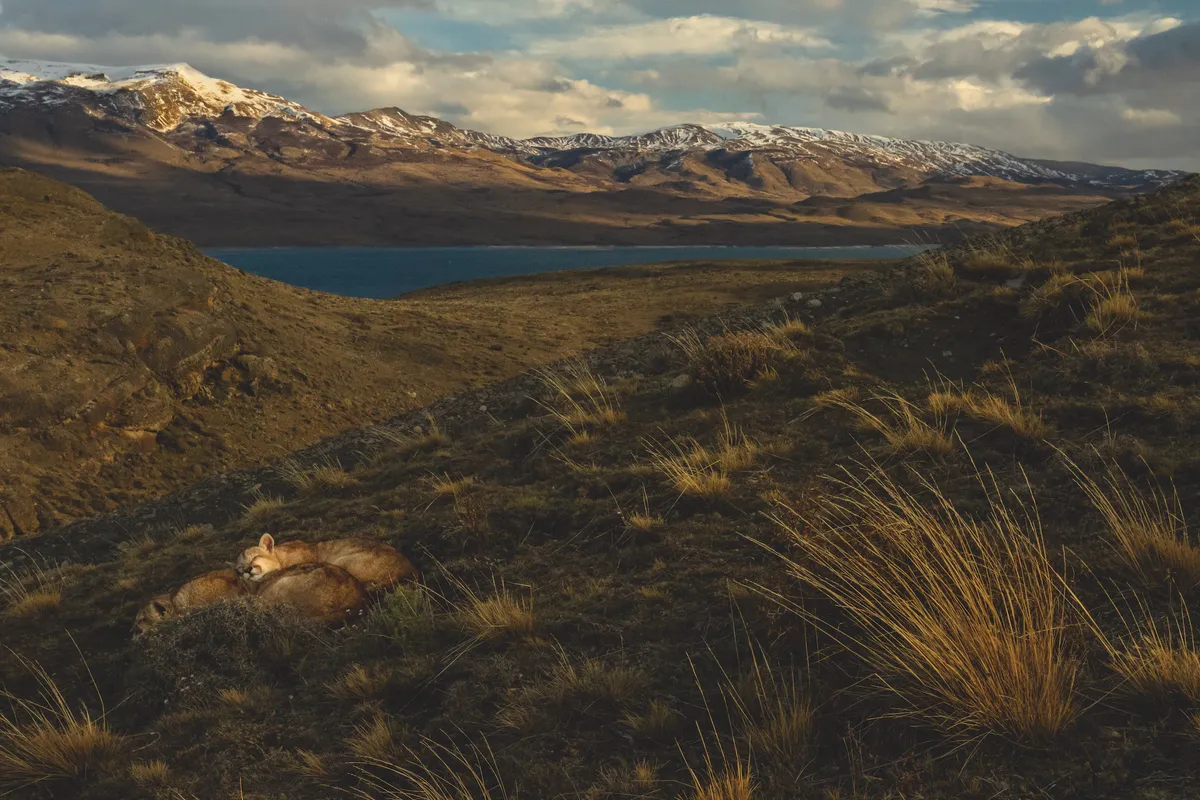 Pumas curl up asleep in the mountains