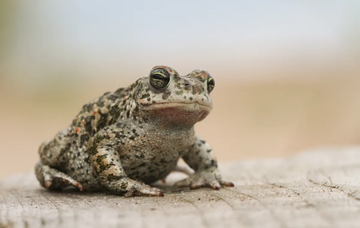 A natterjack toad.