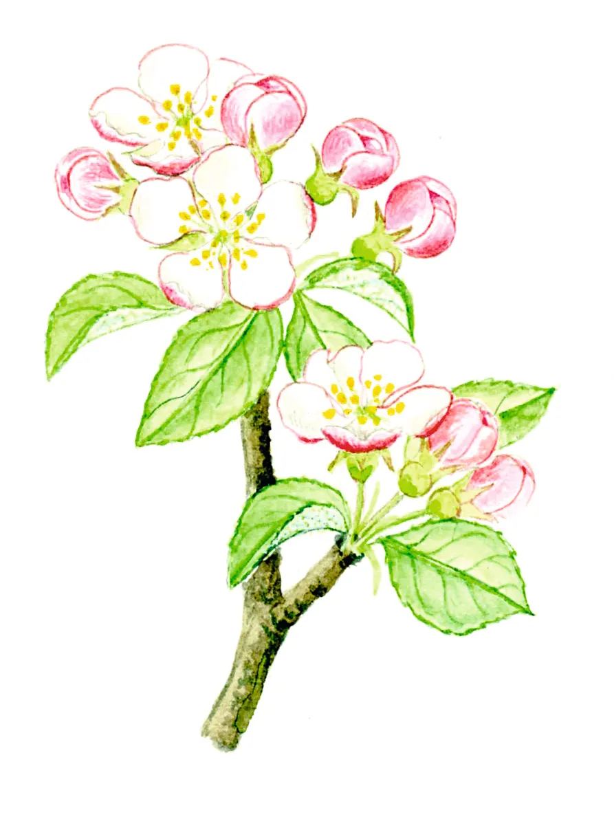 Illustration of orchard apple blossom and leaves.