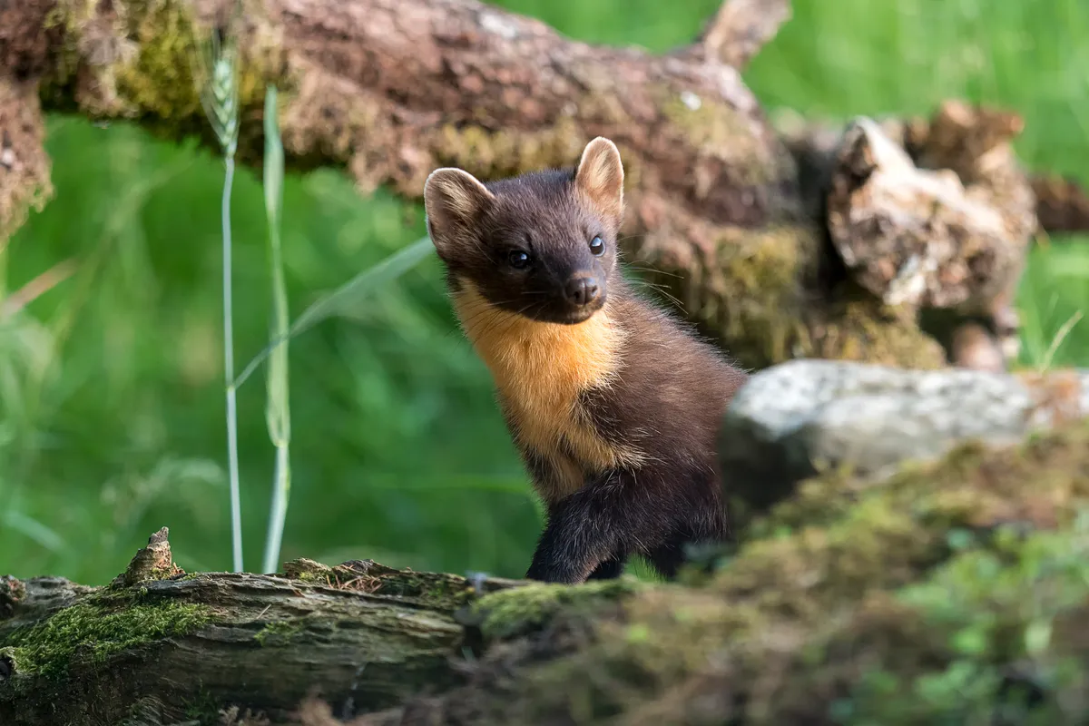 A pine marten amongst tree branches.