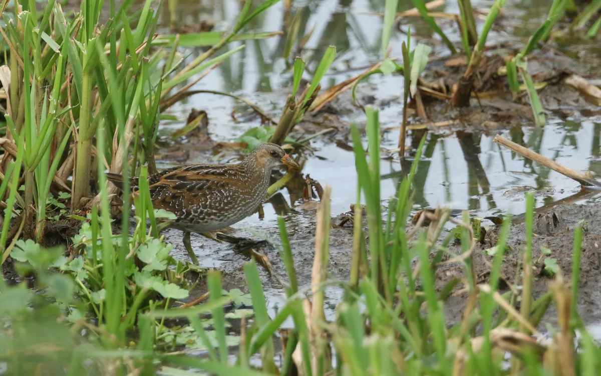 A spotted crake walking through the reeds at the edge of the water.