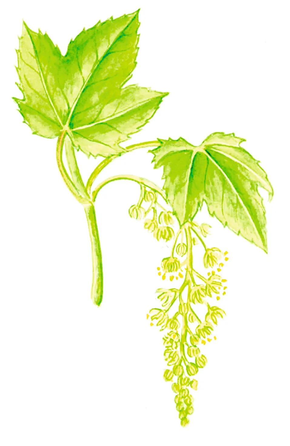 Illustration of sycamore blossom and leaves.