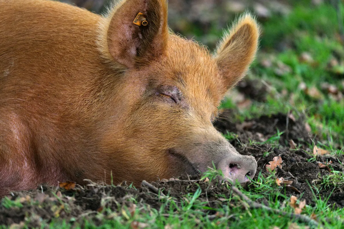 A Tamworth pig resting in grass and mud.
