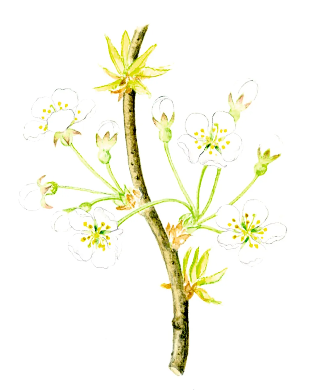 Illustration of wild cherry blossom and leaves.