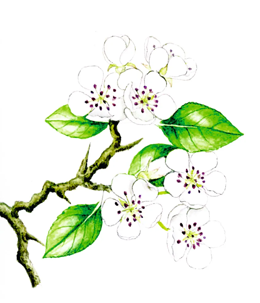Illustration of wild pear blossom and leaves.