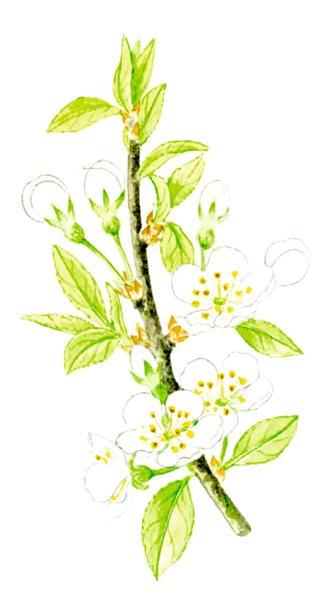 Illustration of wild plum blossom and leaves.