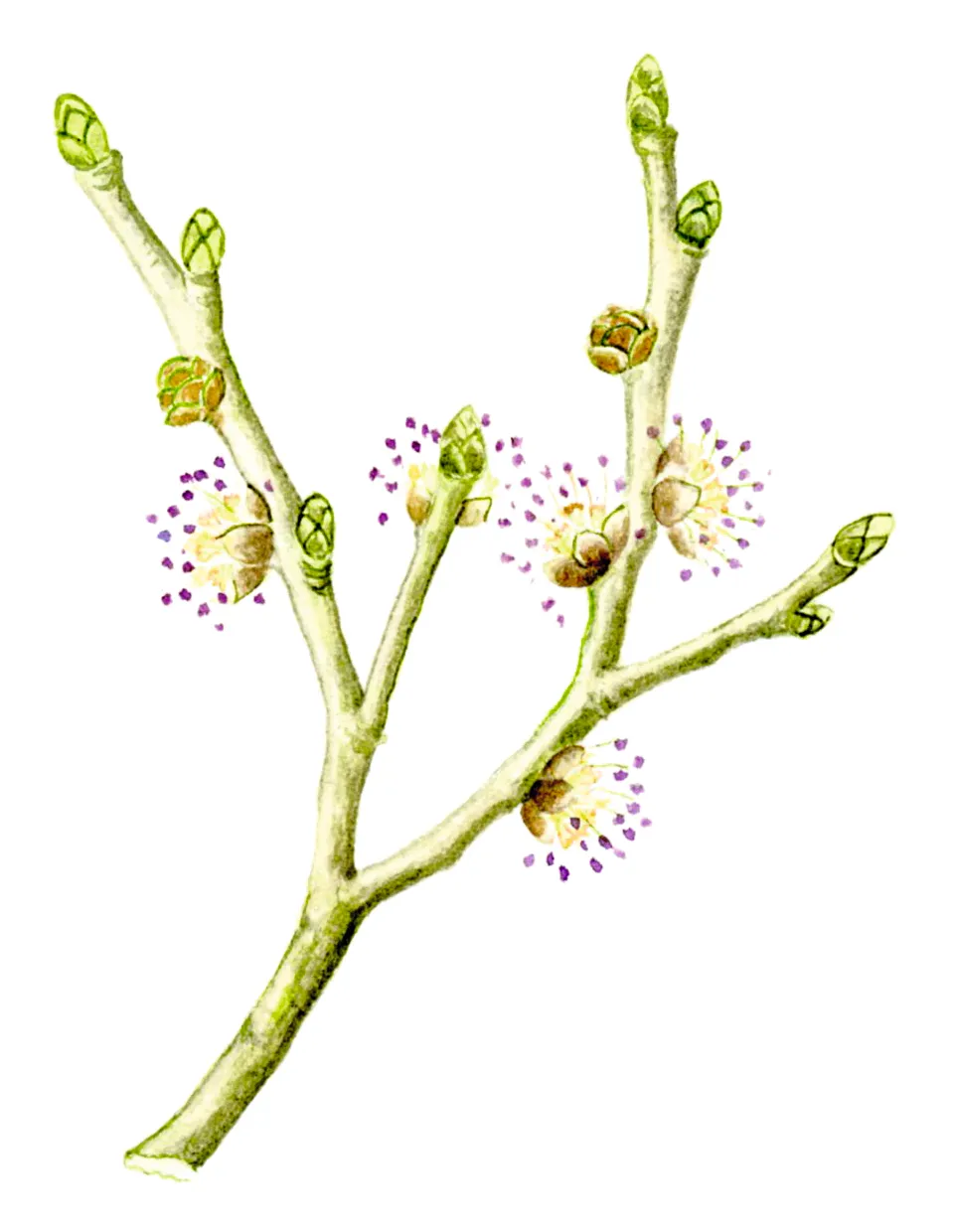 Illustration of wych elm blossom and leaves.