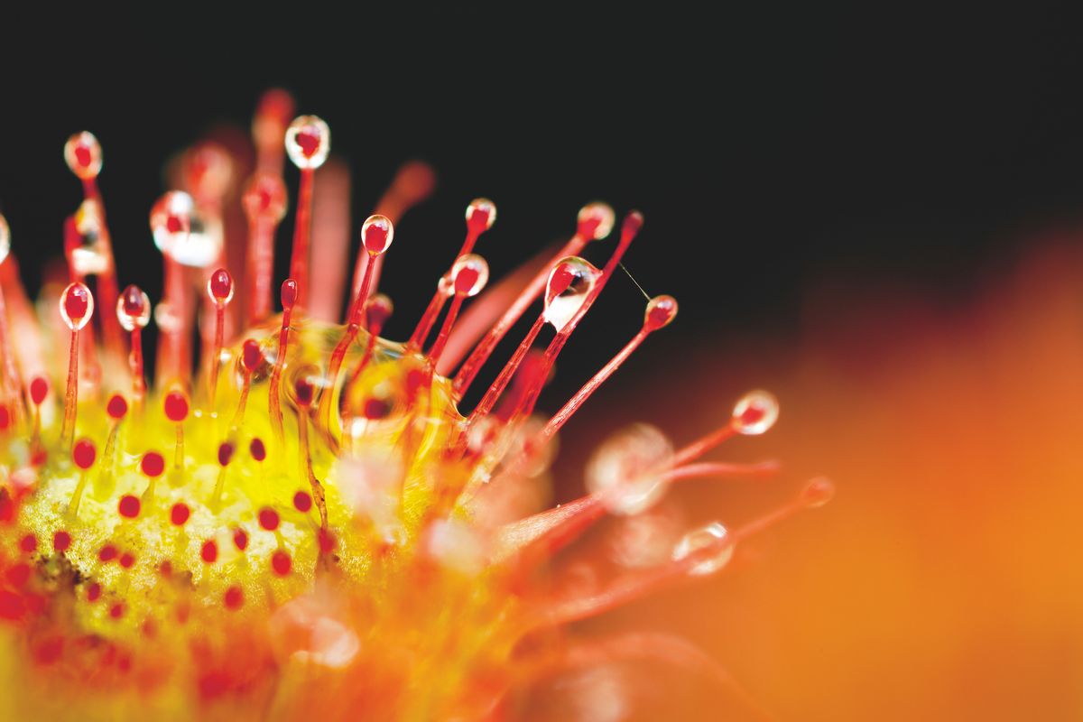 How to take great macro photographs of wildlife - Discover Wildlife