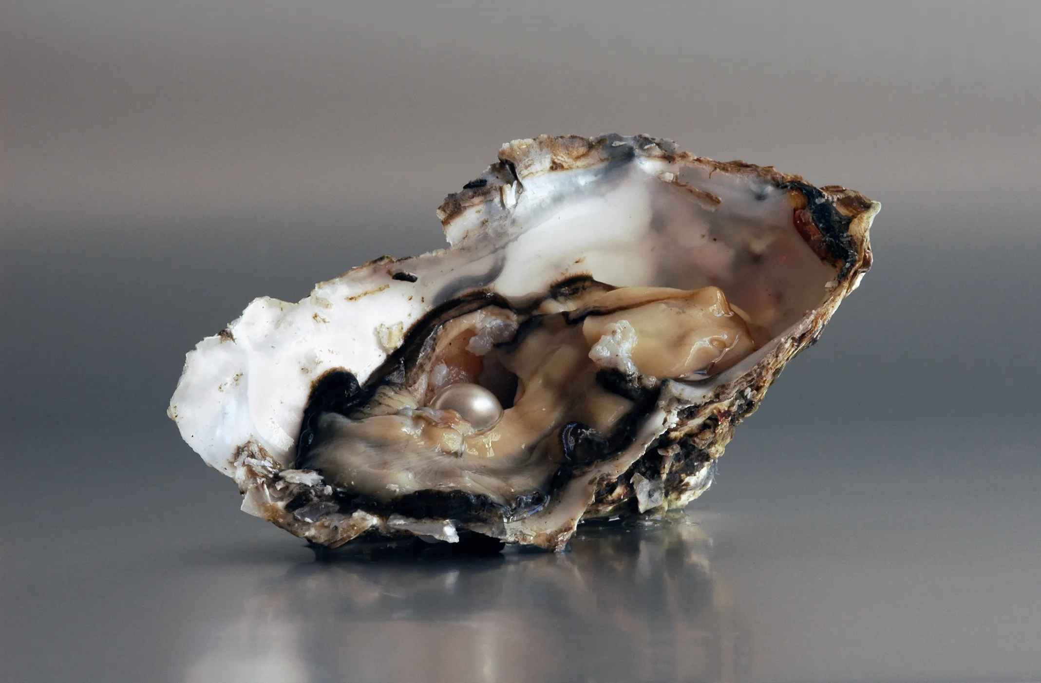 Shell Parasuite Parasite On Oyster Shell Trees