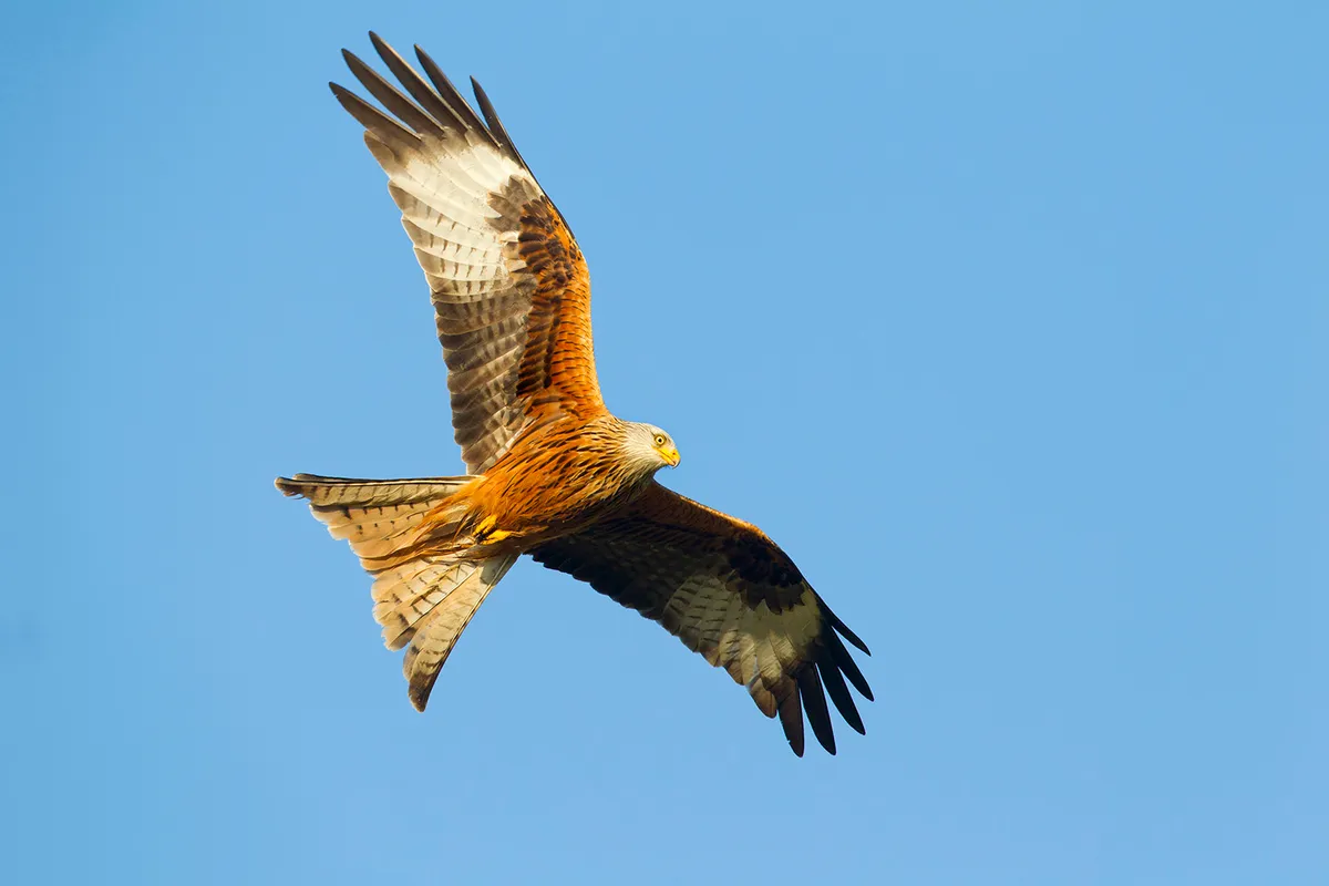Red kite in flight against a bright blue sky over UK