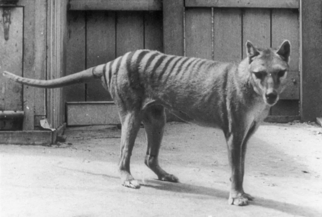 A black and white image of a thylacine in captivity.