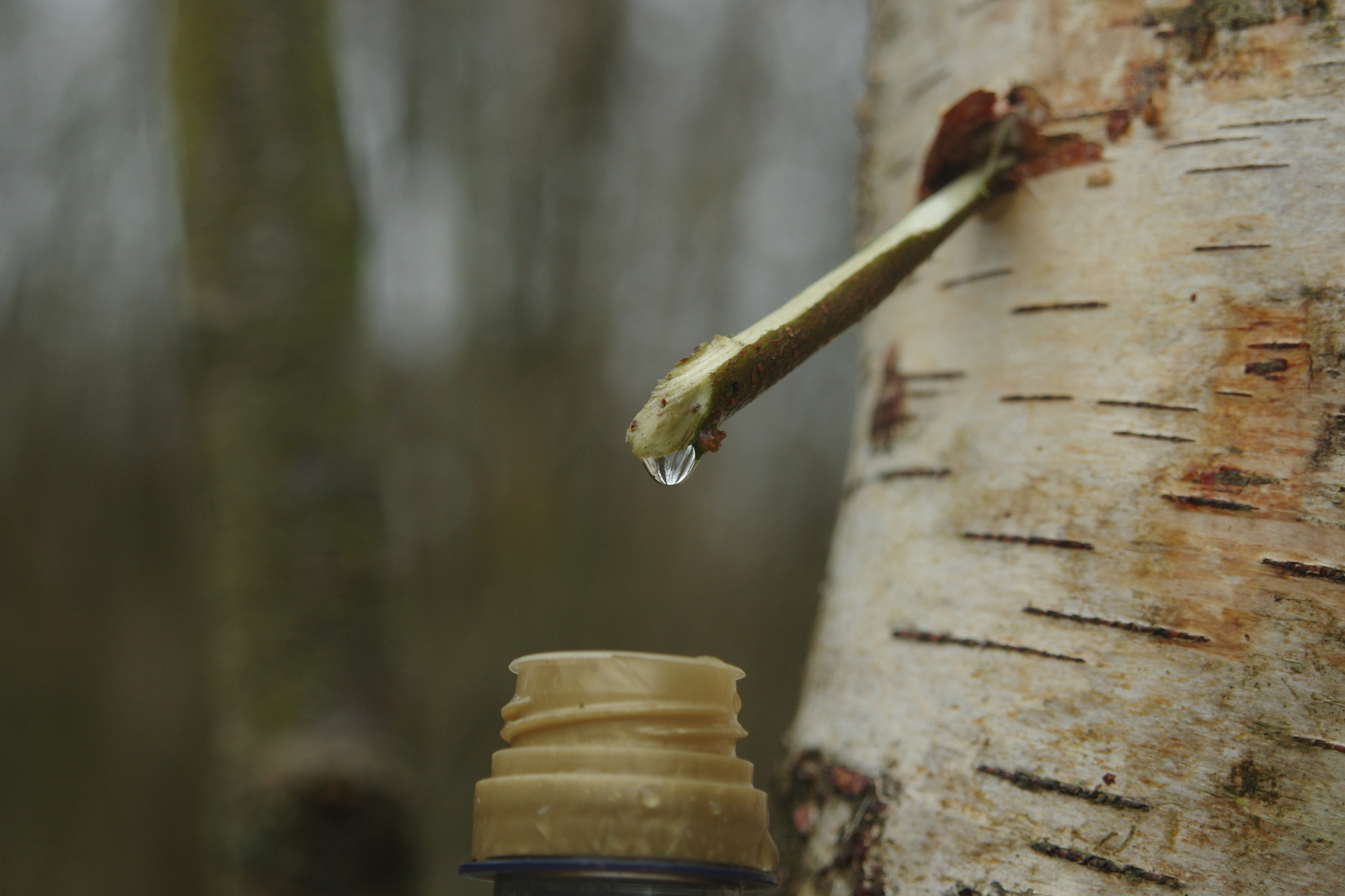 How to tap a birch tree for sap - Discover Wildlife