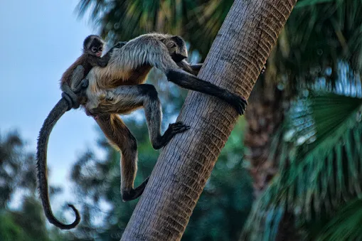 Black-handed spider monkey and young © Mark Newman/Getty 