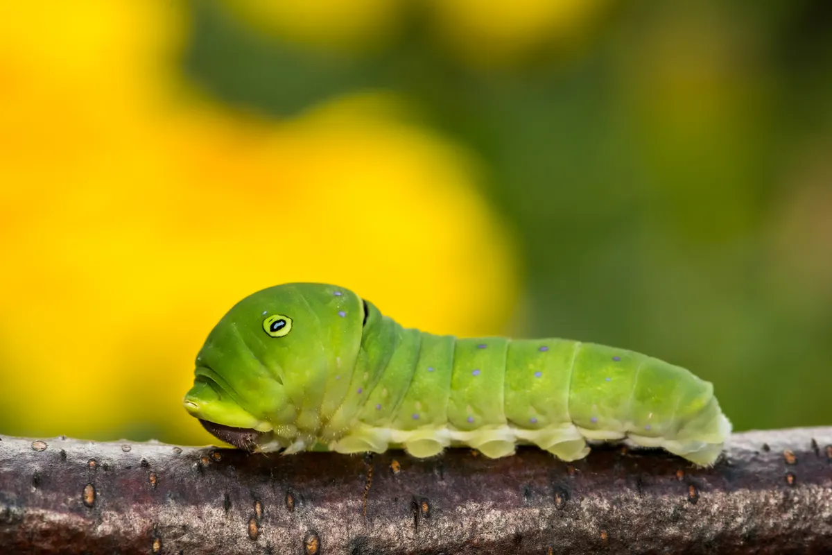 Eastern tiger swallowtail caterpillar (Papilio glaucus). © JasonOndreicka/Getty