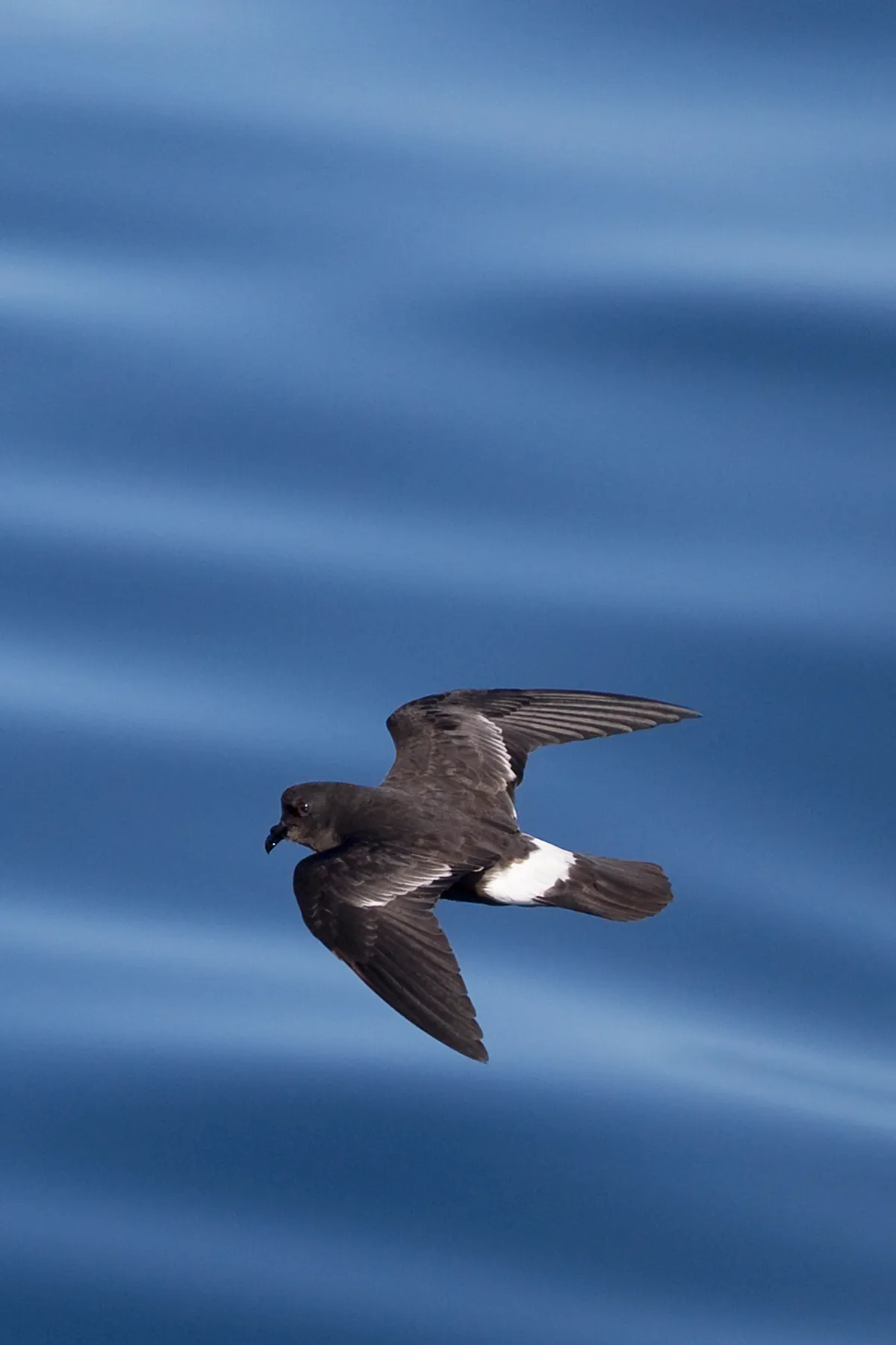 A small black and white bird flying over blue ocean water.