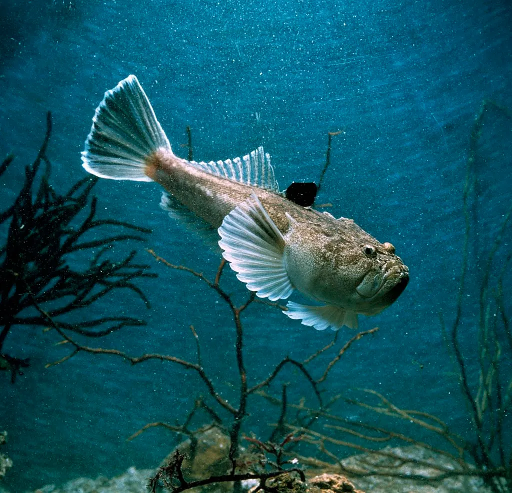 Stargazer fish