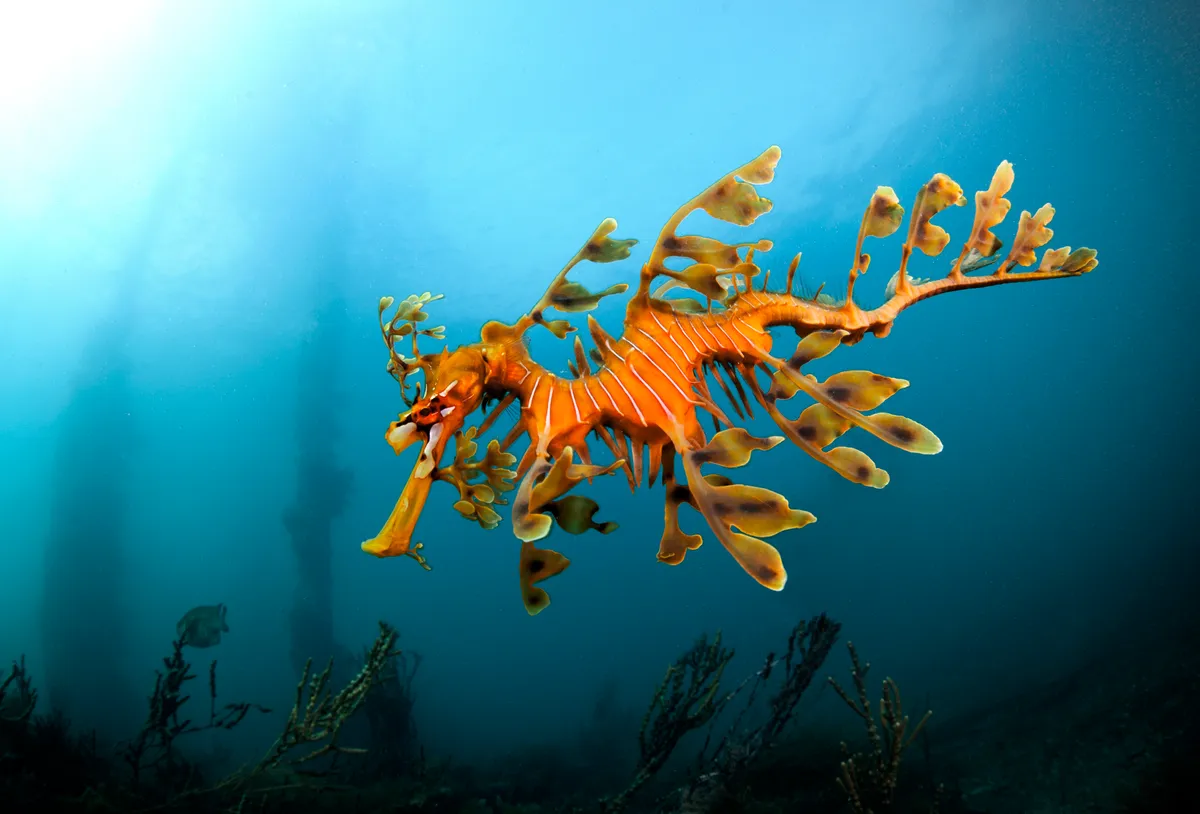 © Leafy seadragon (Phycodurus eques), Australia © Alastair Pollock Photography/Getty