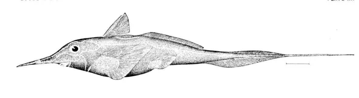 Long-Nosed Chimaera