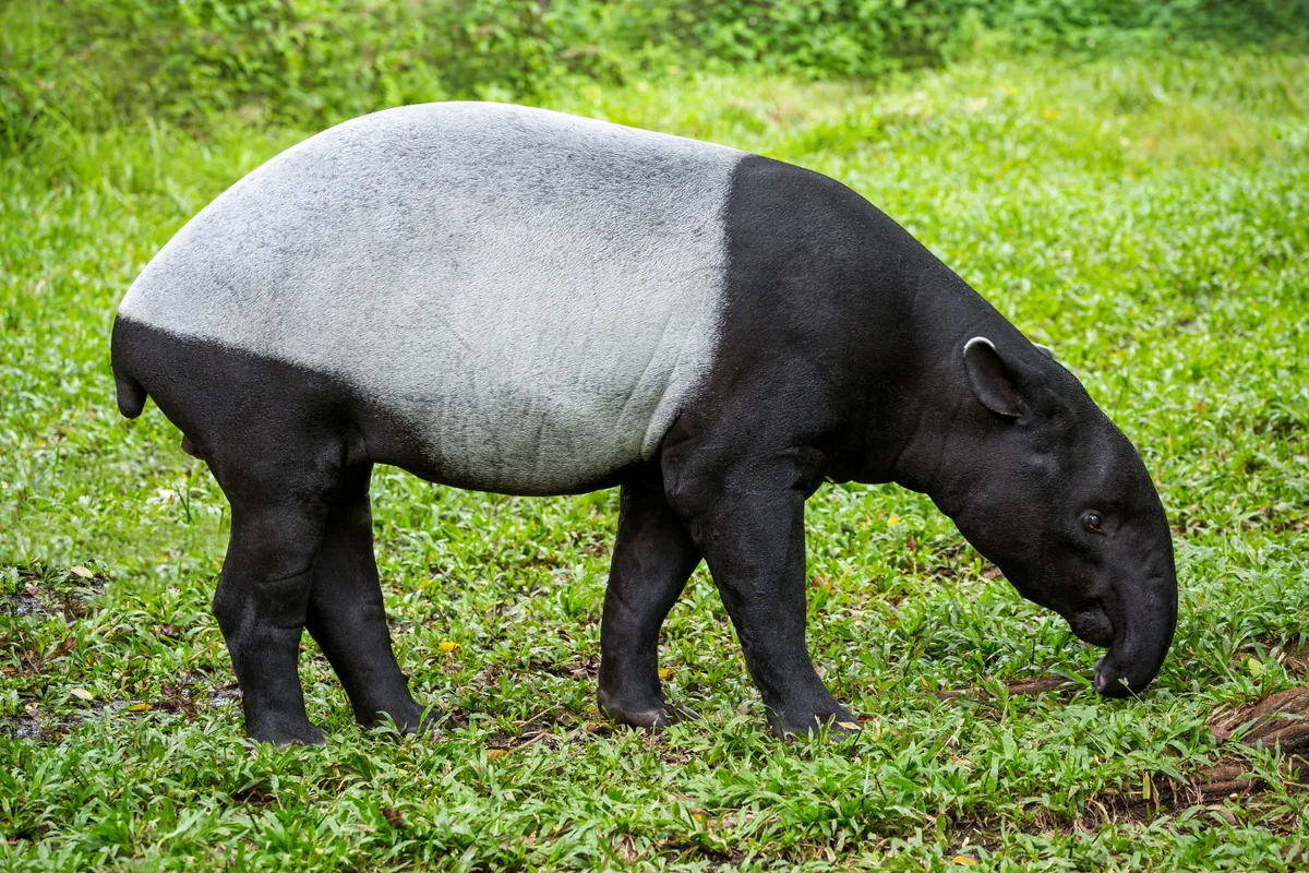 Malayan Tapir (Tapirus indicus). © undefined undefined/Getty