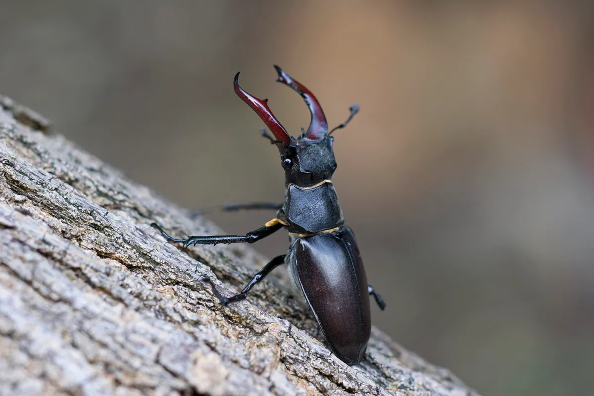 A male stag beetle on a log with its 'horns' lifted into the air.