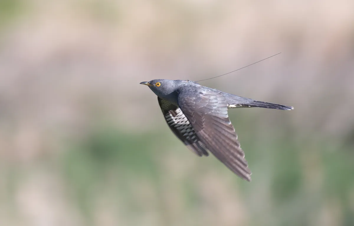 A cuckoo in flight with a satellite tag on its back.