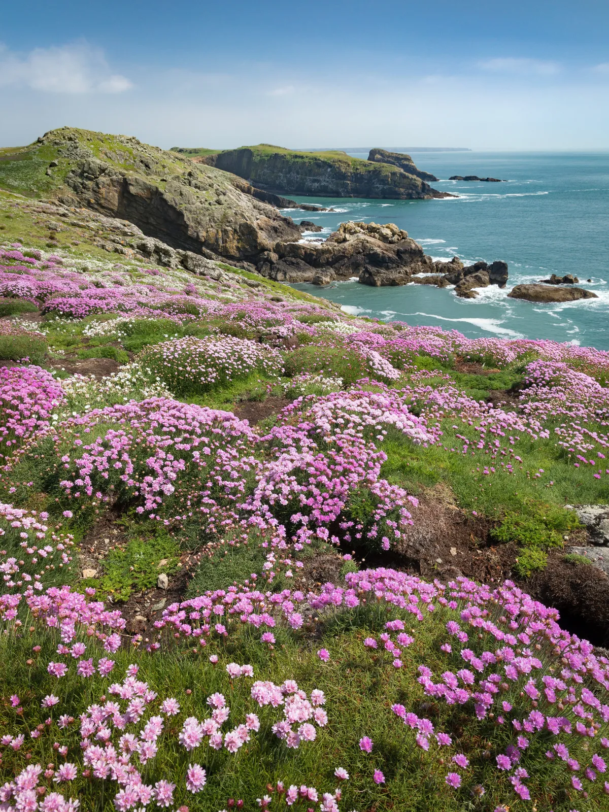 Pink flowers at the top of cliffs by the sea.