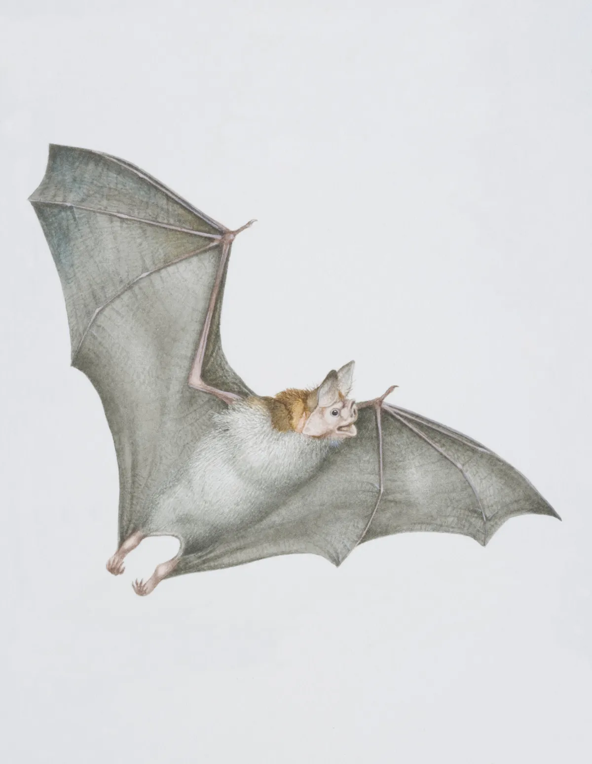 Desmodus rotundus, Vampire Bat in flight.